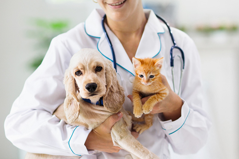 Bonus Spese Veterinarie